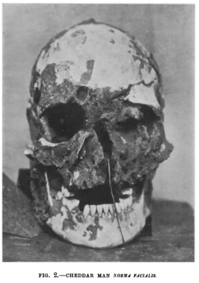 The Cheddar Man card
