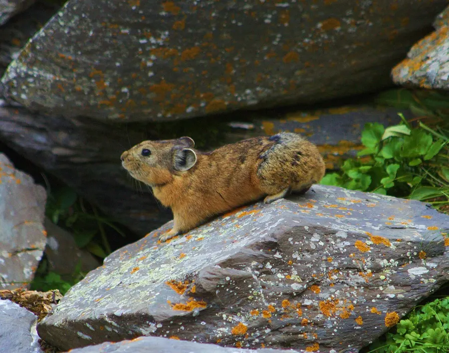 The Alpine pika card
