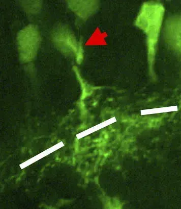 La carte Cellule amacrine