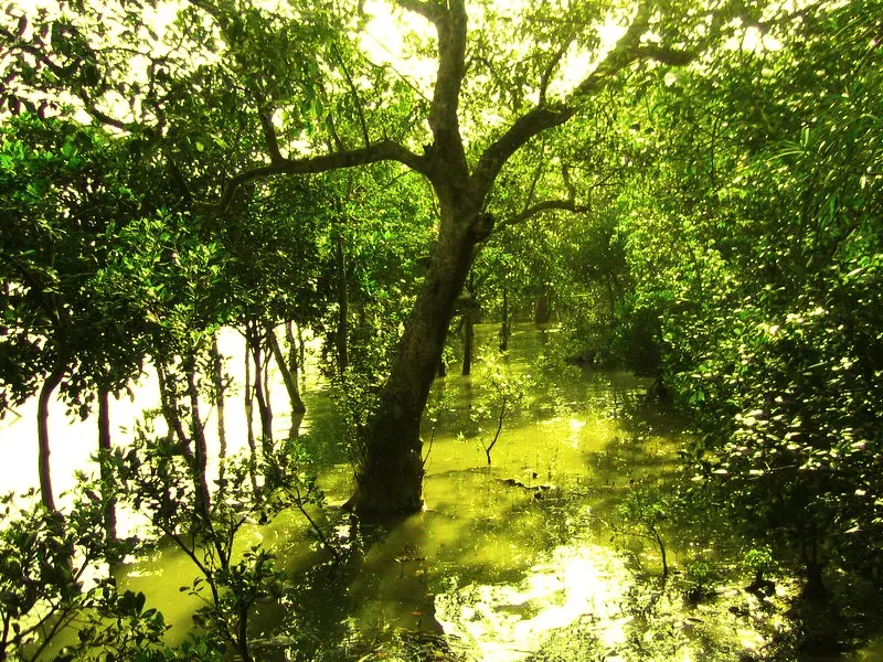 La carte Sundarbans