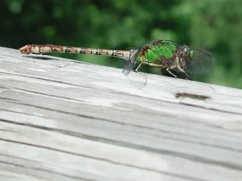 The Ophiogomphus card