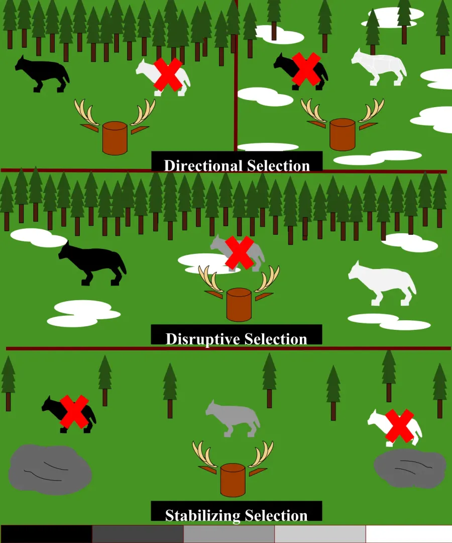 The Stabilizing selection card