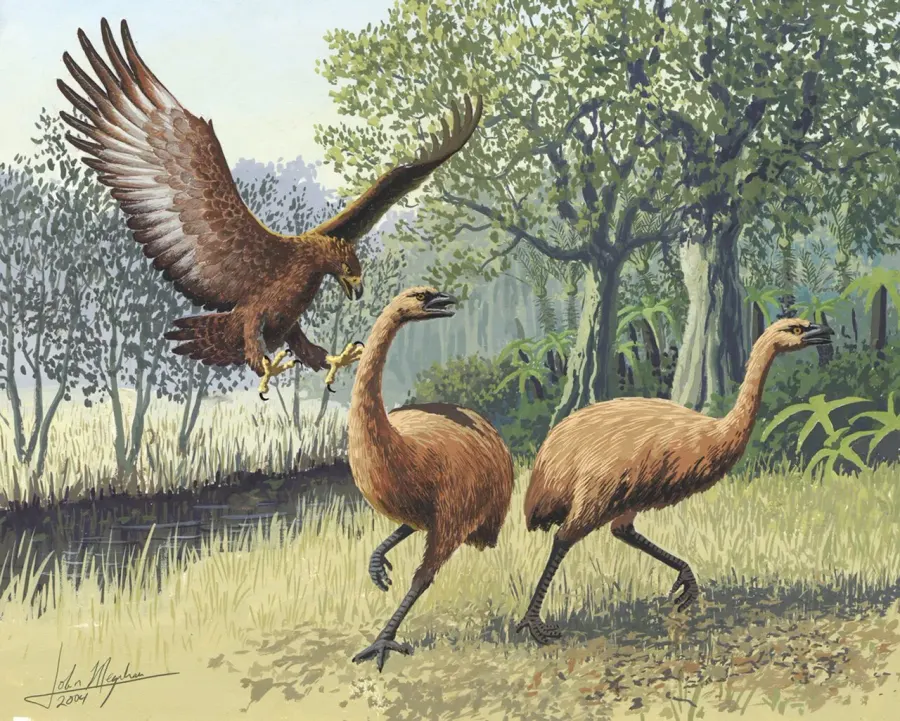 The Moa card