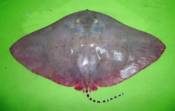 The Longtail butterfly ray card