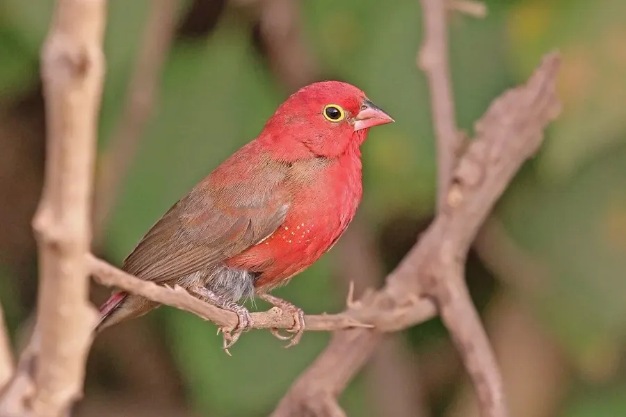 The Firefinch card