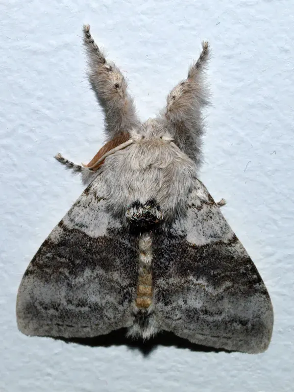 The Calliteara pudibunda card