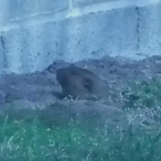 The Mountain pocket gopher card