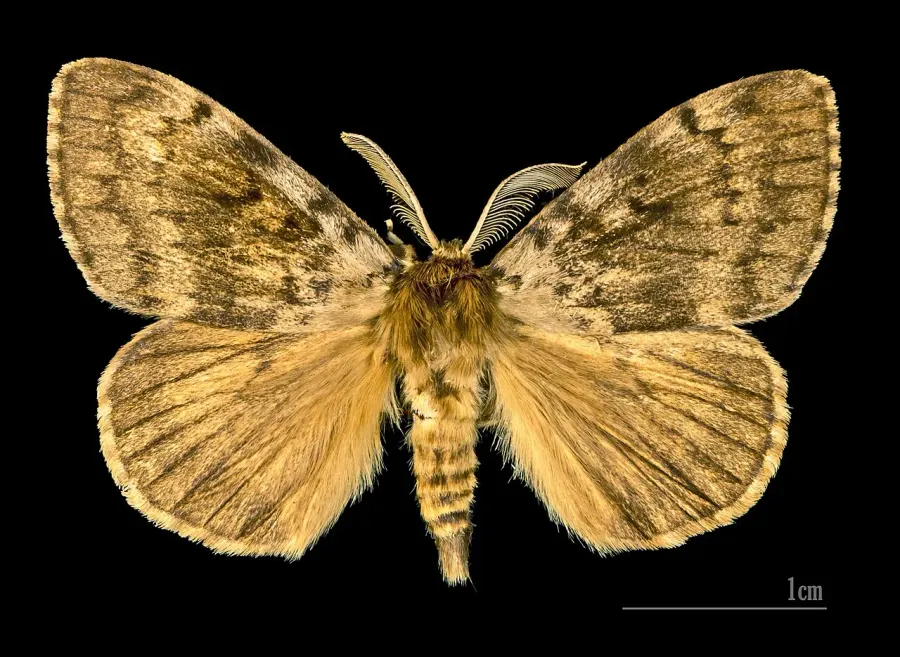 The Lymantria dispar card