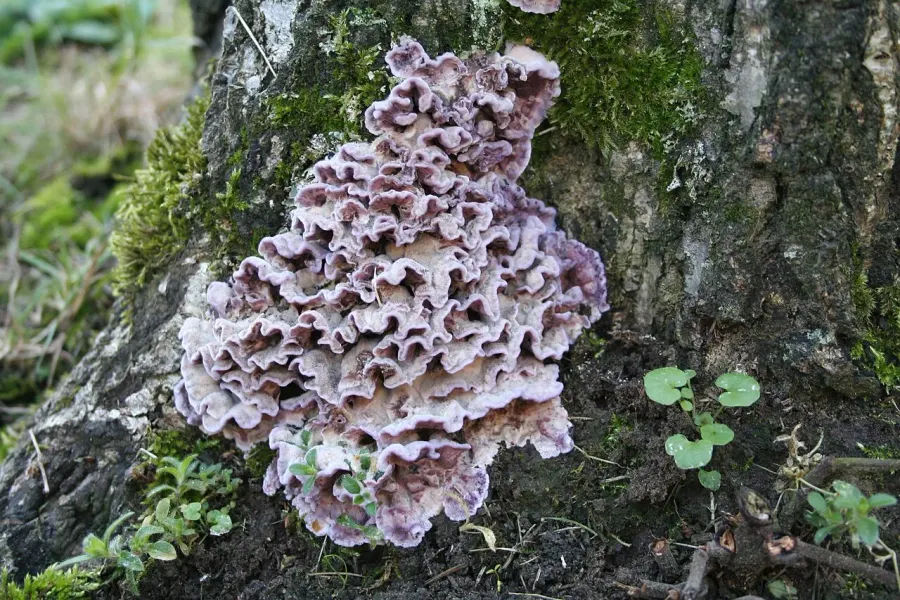 La carte Chondrostereum purpureum