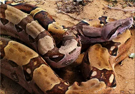 La carte Boidae