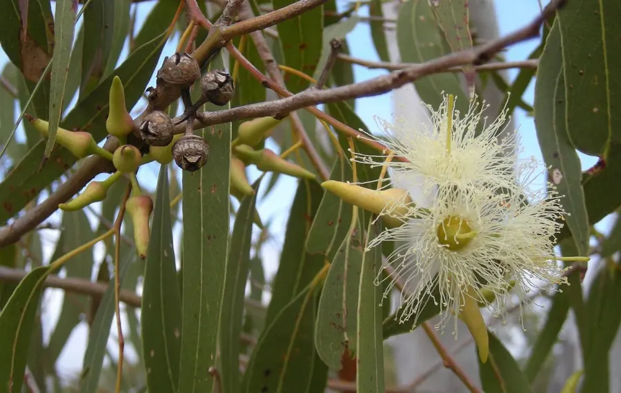 La carte Eucalyptus