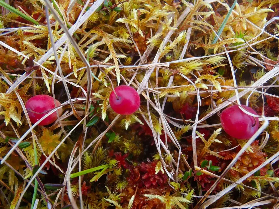 The Vaccinium microcarpum card