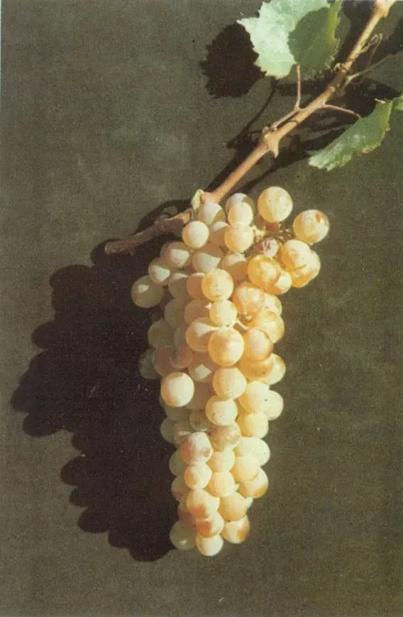La carte Assyrtiko