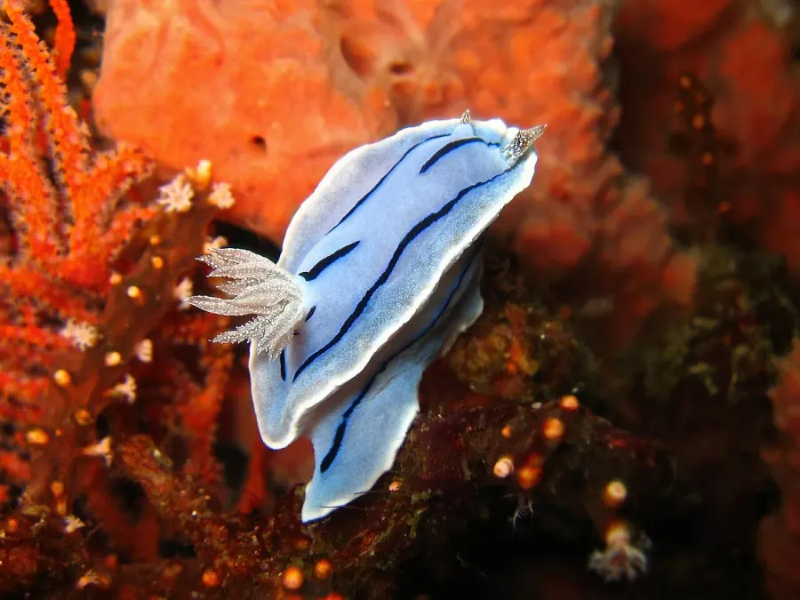 The Nudipleura card