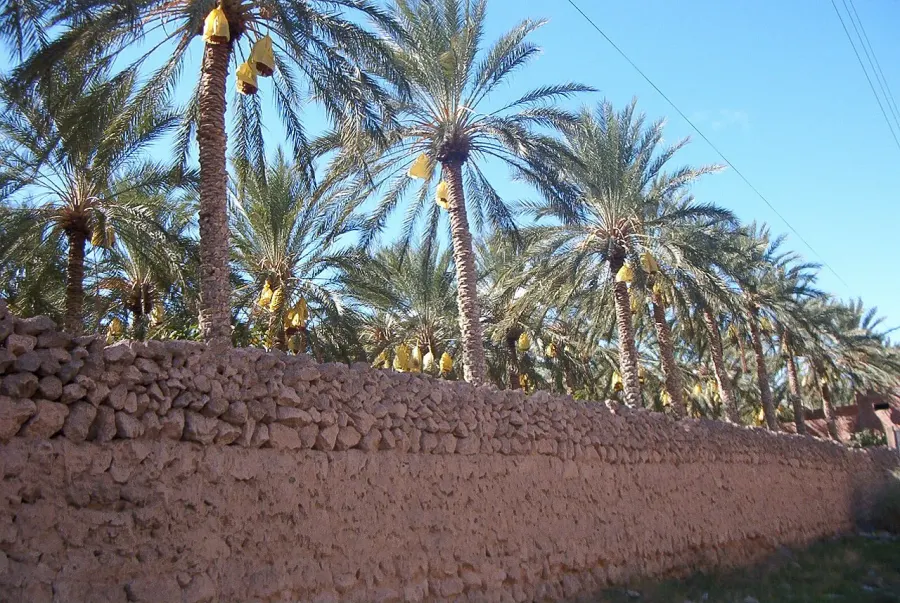 The Biskra Province card