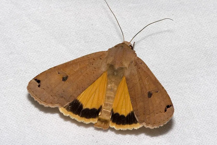 La carte Noctuidae