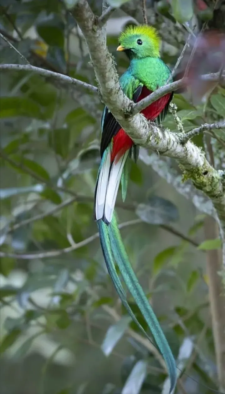La carte Quetzal resplendissant