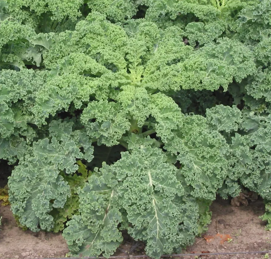 La carte Chou kale