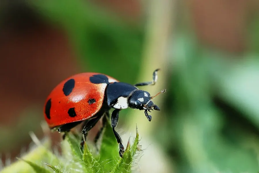 The Coccinella magnifica card