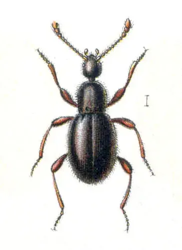 The Scydmaenidae card