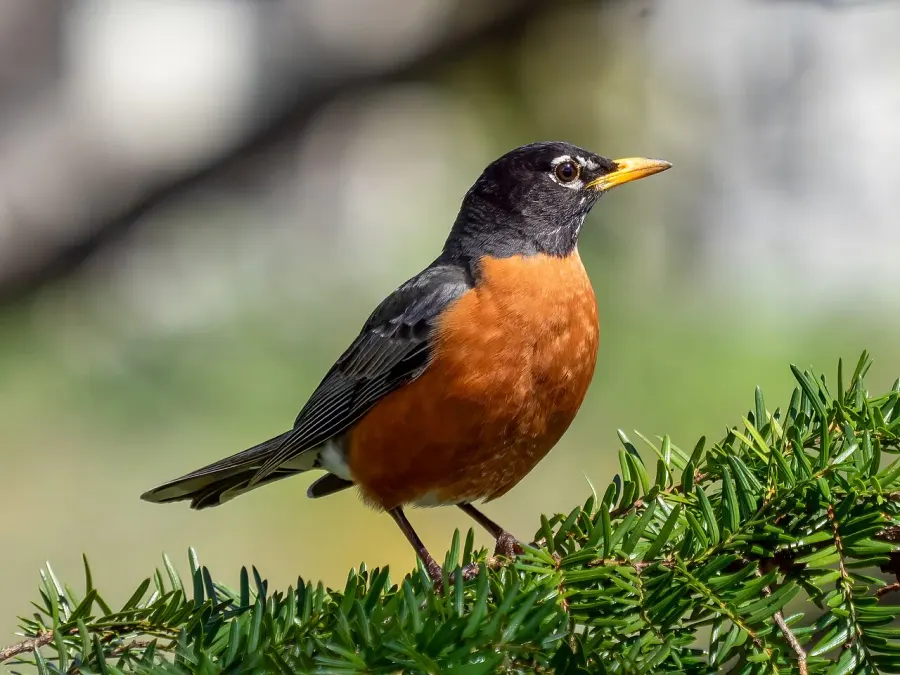 The American robin card