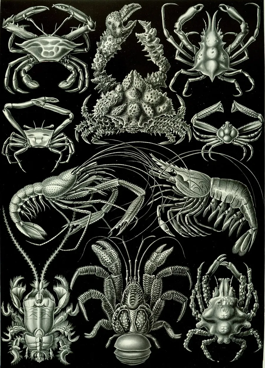 The Decapod card