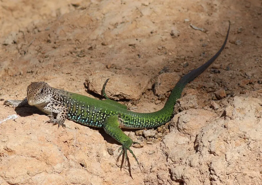The Ameiva ameiva card