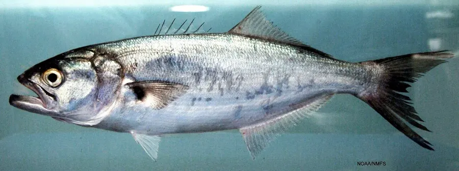 The Bluefish card