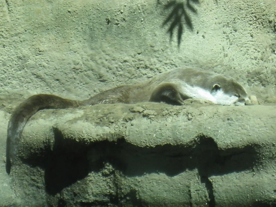 La carte Loutre du Cap