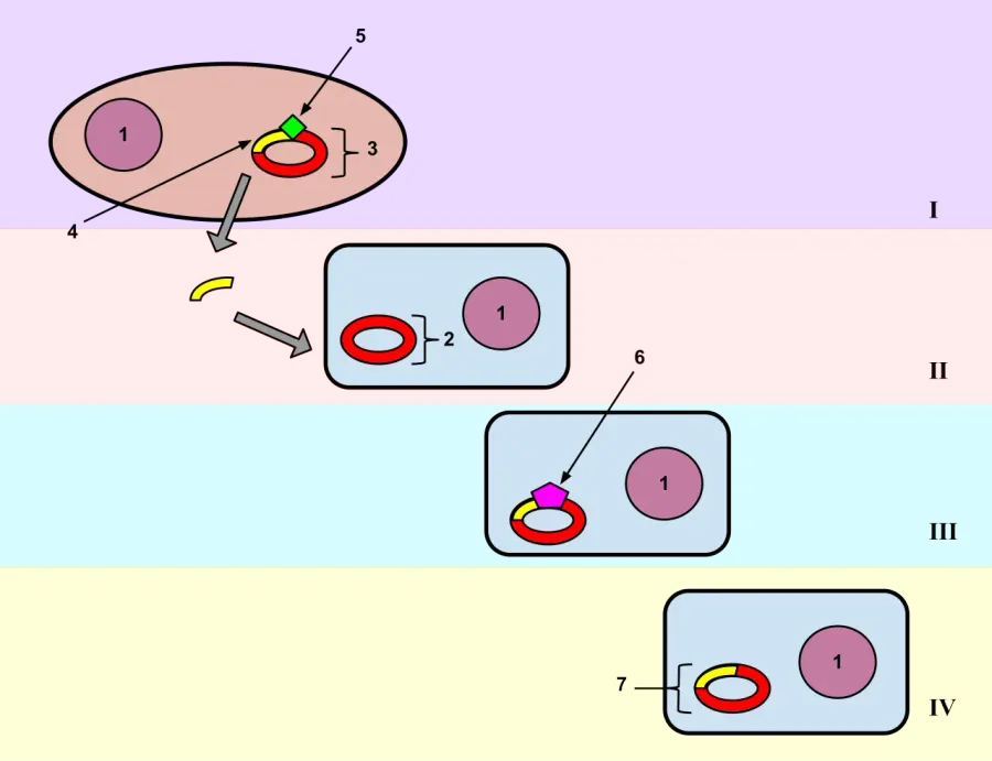 The Genetic transformation card
