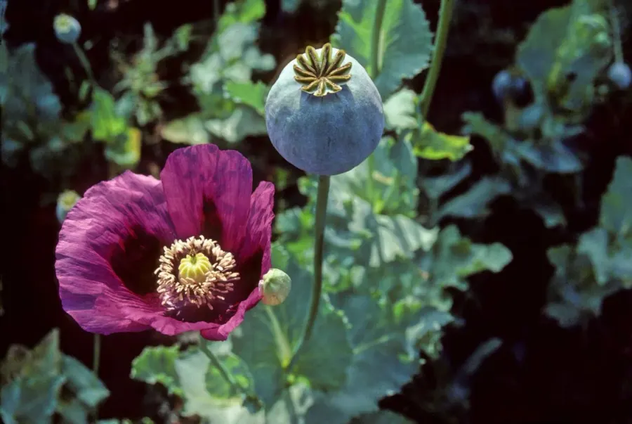 La carte Opium