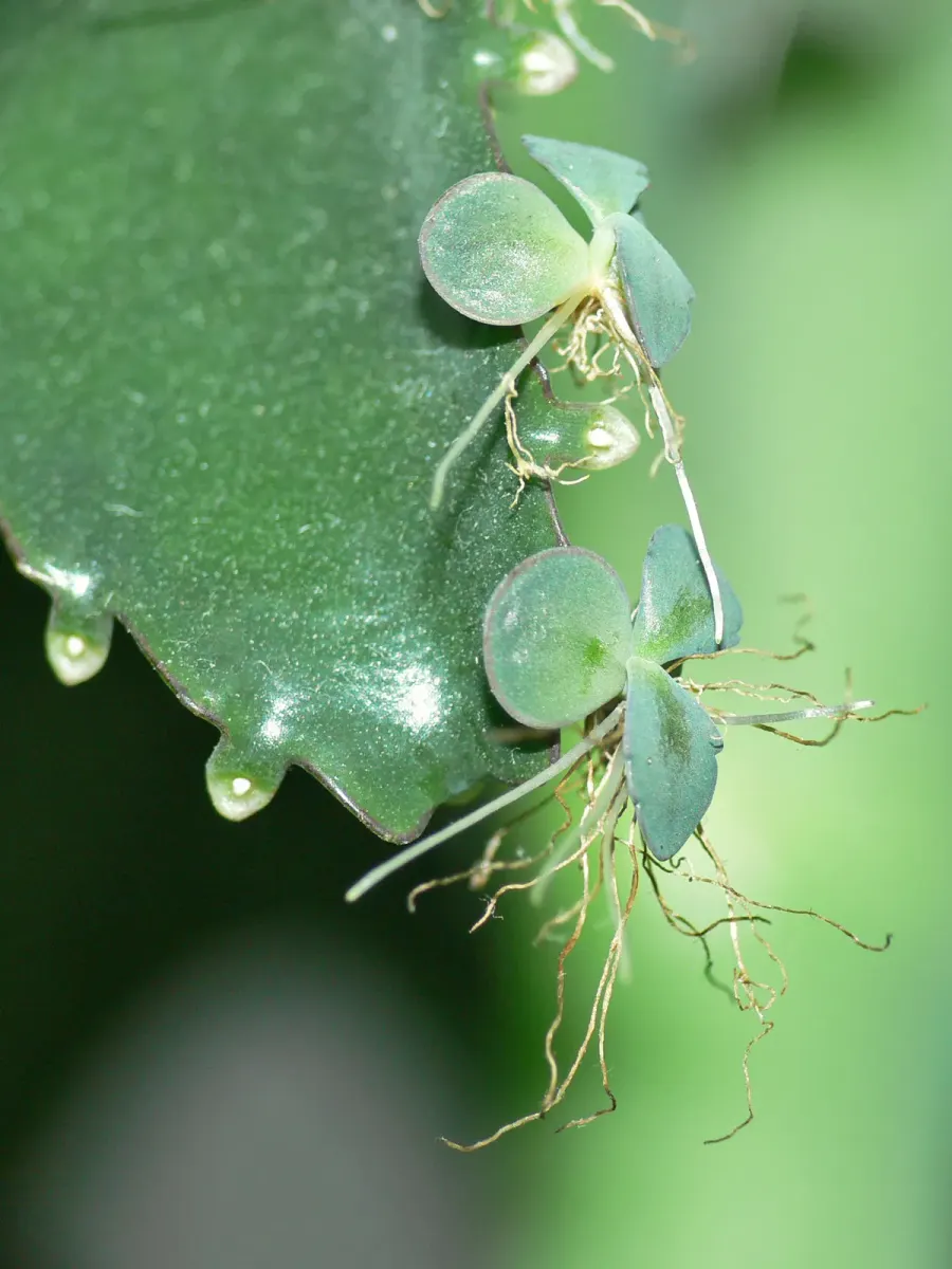 The Vegetative reproduction card