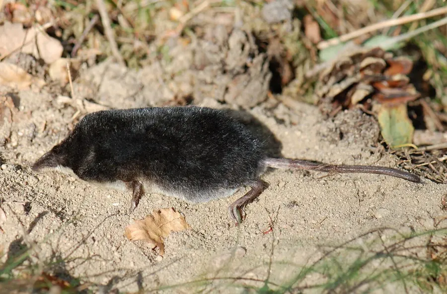 The Eurasian water shrew card