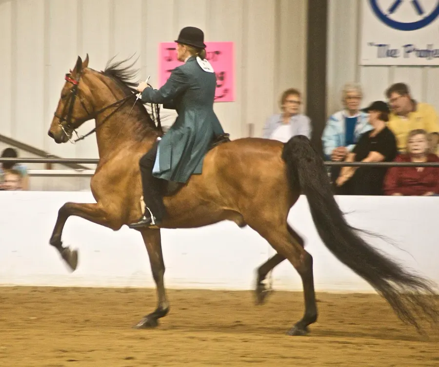 La carte Saddlebred