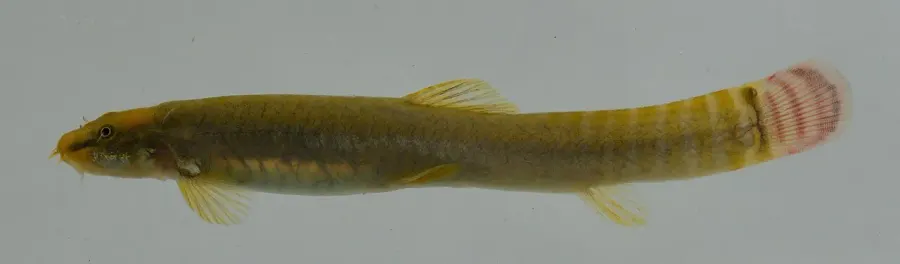 The Aborichthys card