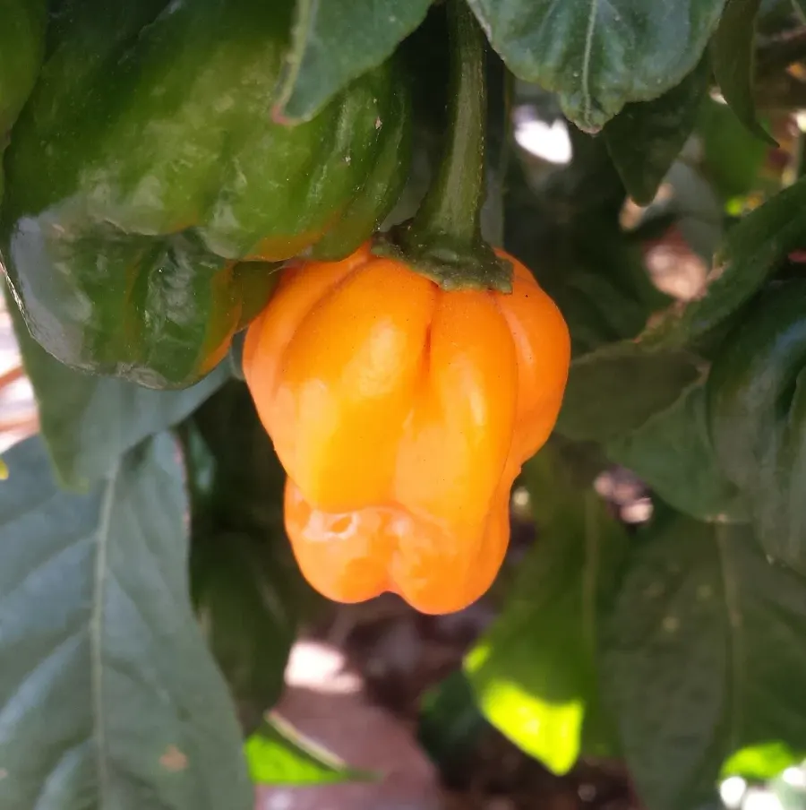 The Scotch bonnet card