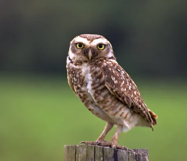 The Burrowing owl card