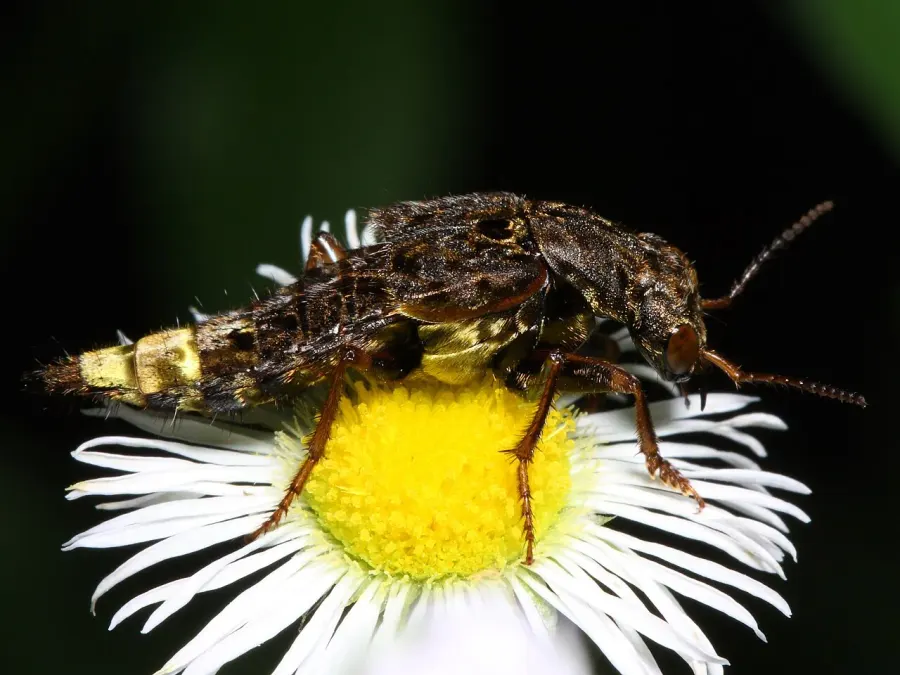 The Rove beetle card