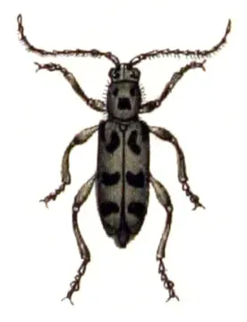 La carte Chlorophorus herbstii