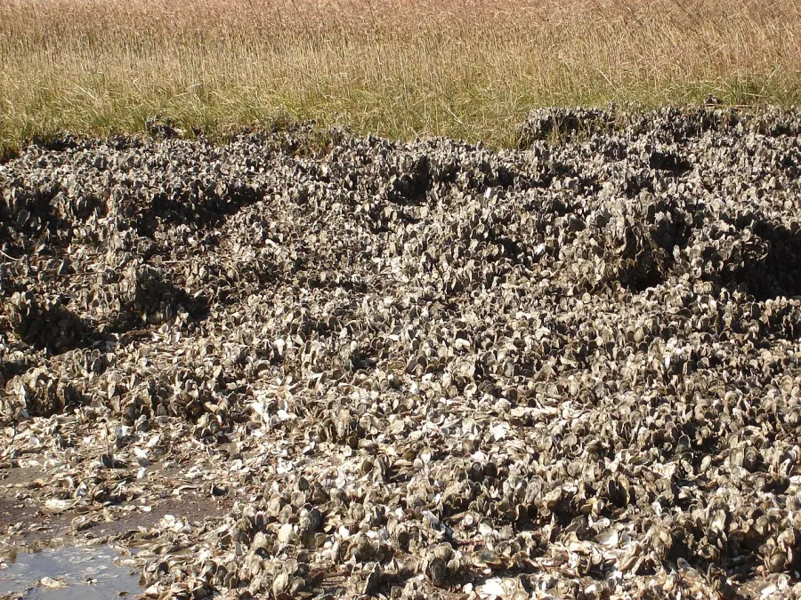 La carte Crassostrea virginica