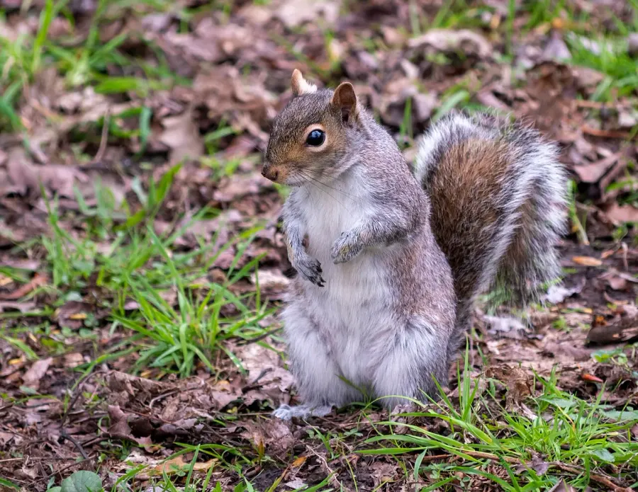 The Eastern gray squirrel card
