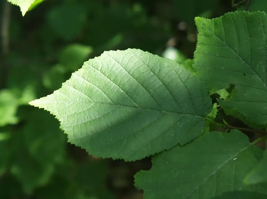 The Corylus americana card