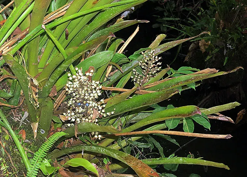 The Aechmea angustifolia card