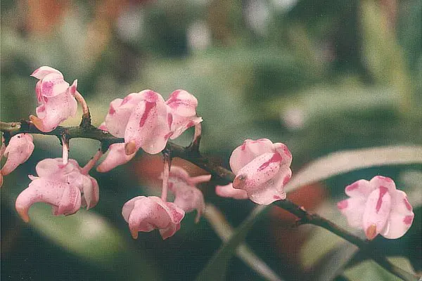 La carte Aerides odorata