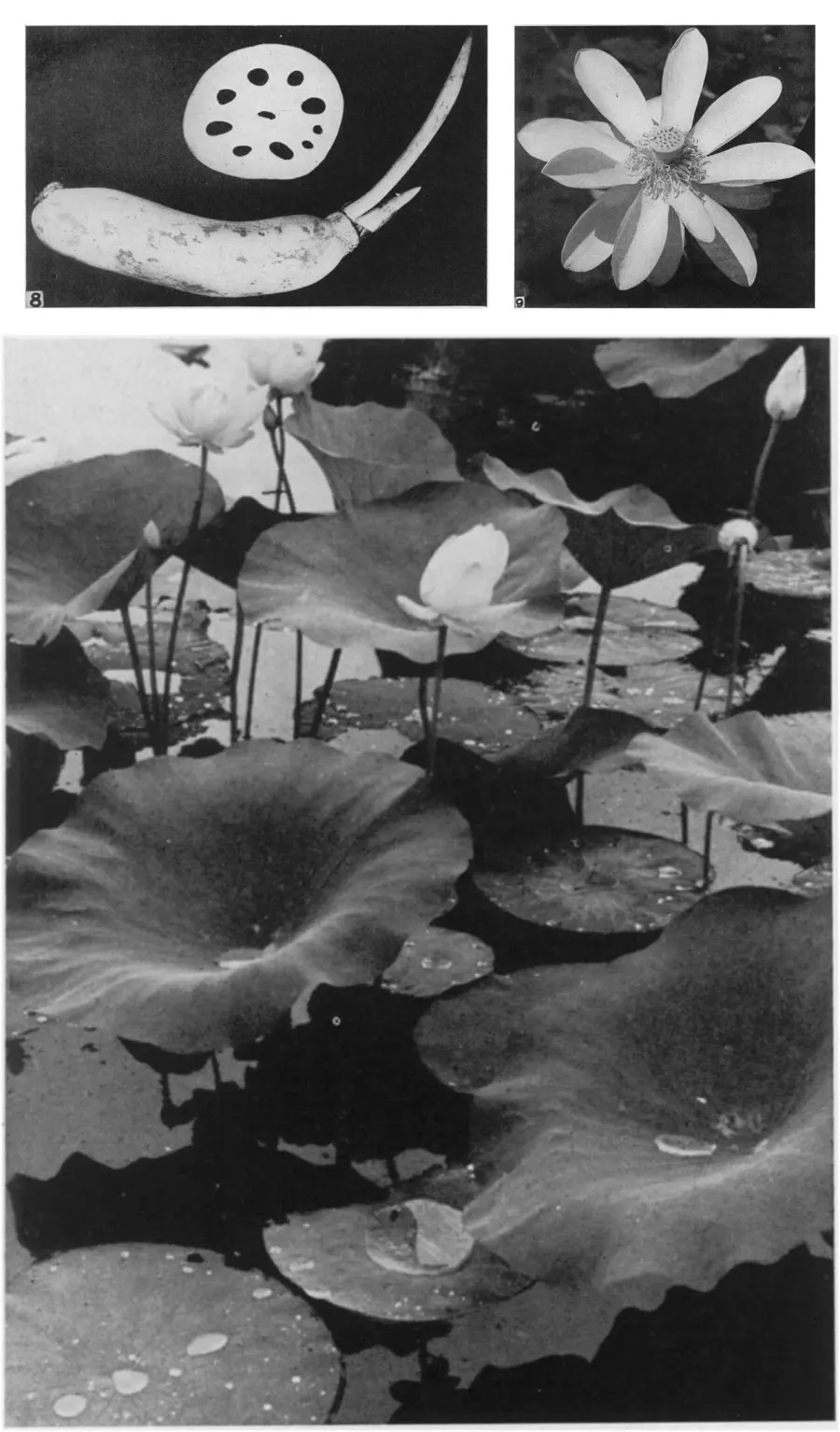 The Nelumbo lutea card