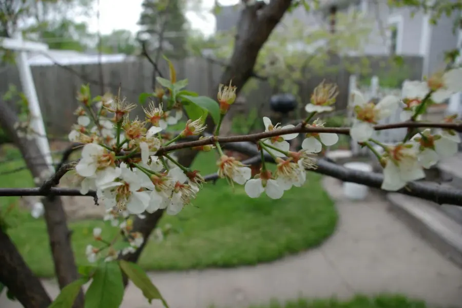 La carte Prunus americana