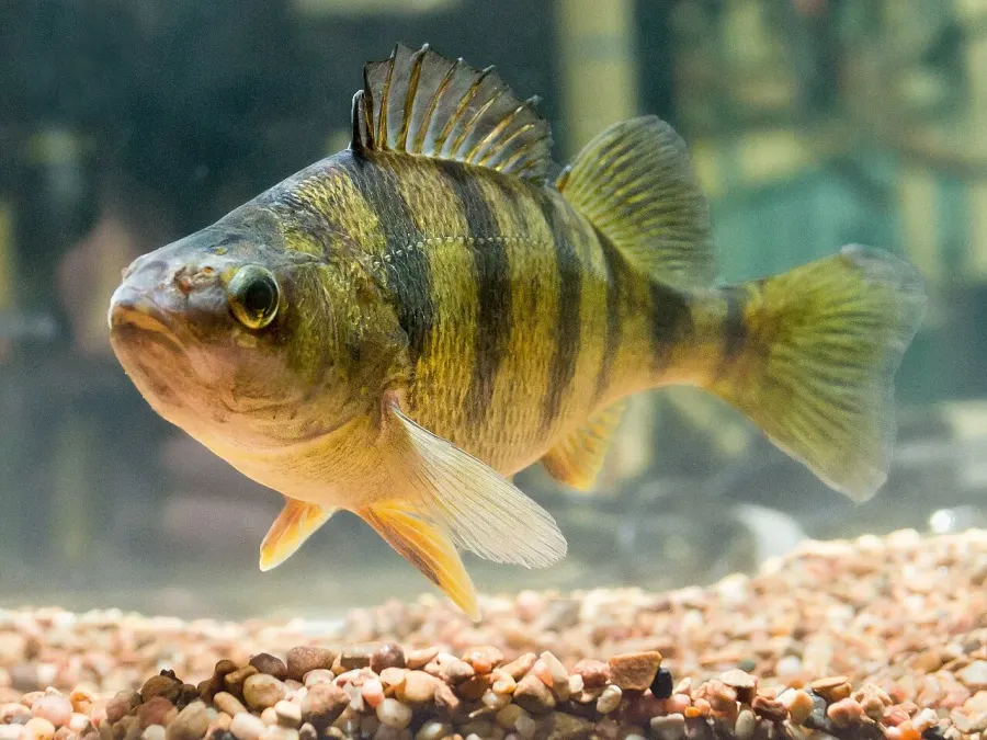 La carte Perca flavescens