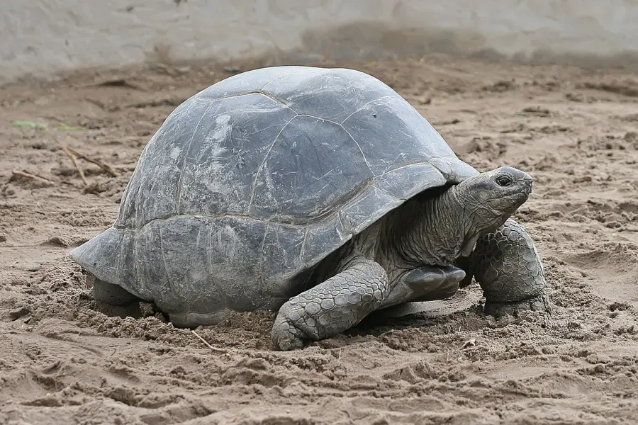 The Aldabrachelys card