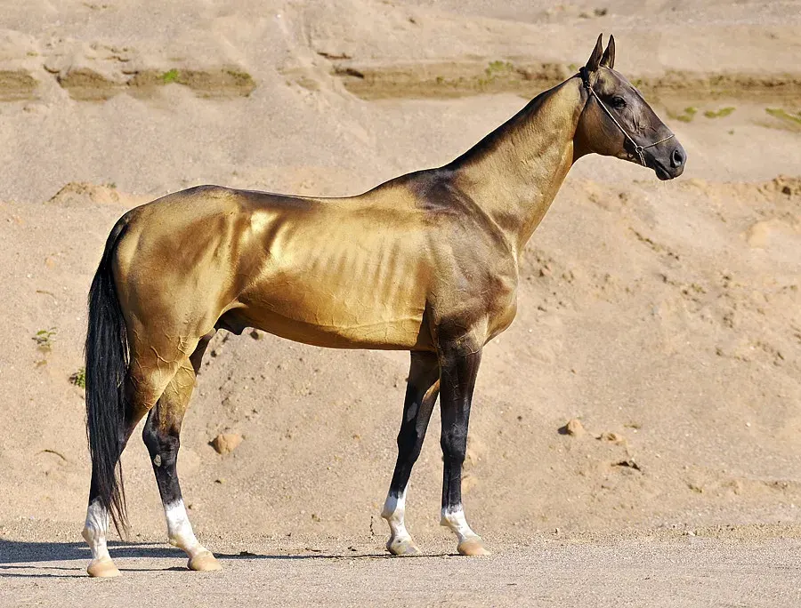 The Akhal-Teke card