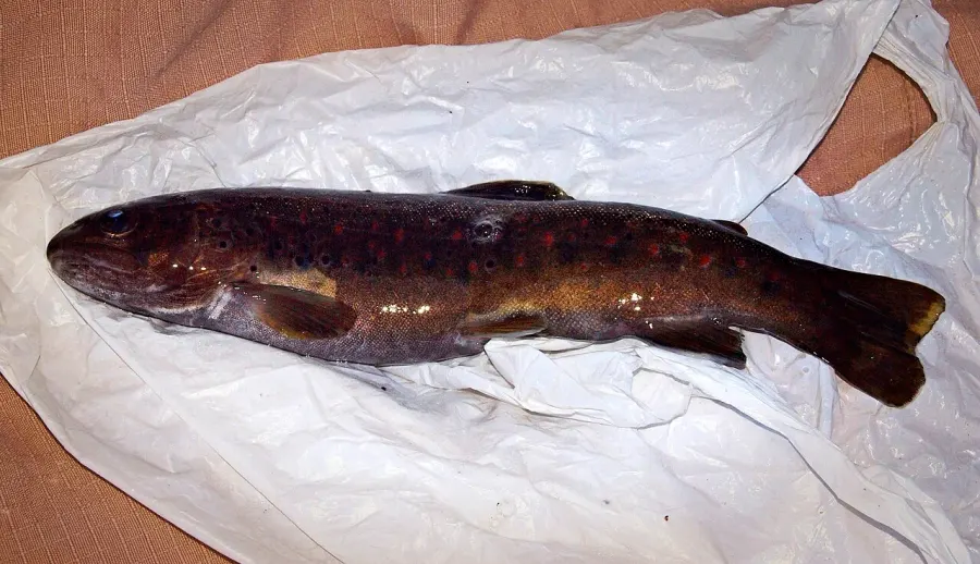 La carte Salmo cettii